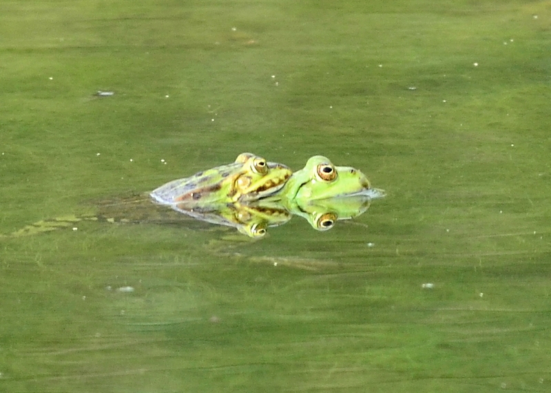 Che fame!! - Pelophylax sp.